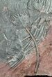 Moroccan Crinoid (Scyphocrinites) Plate #61212-2